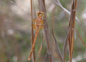Yellow-legged Meadowhawk